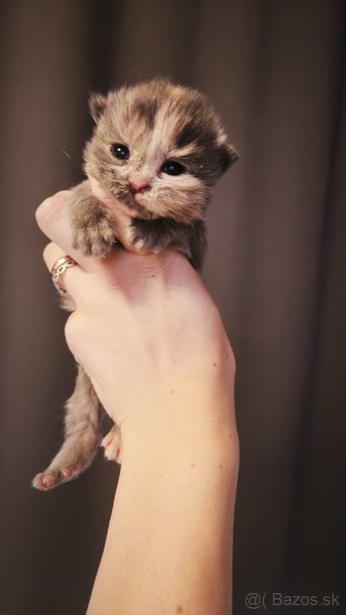 Mačička Maine coon k rezervácii , Mainska myvalia