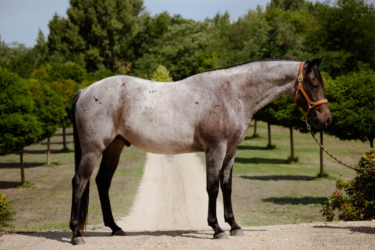 Na predaj QH valach