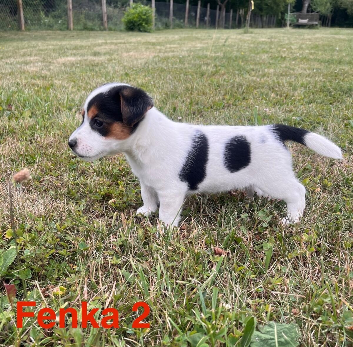 Jack Russell