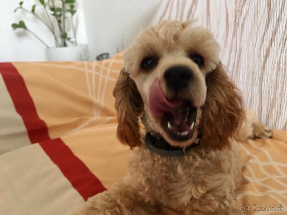 PONUKNITE PUDEL ŠTENIATKO APRICOT