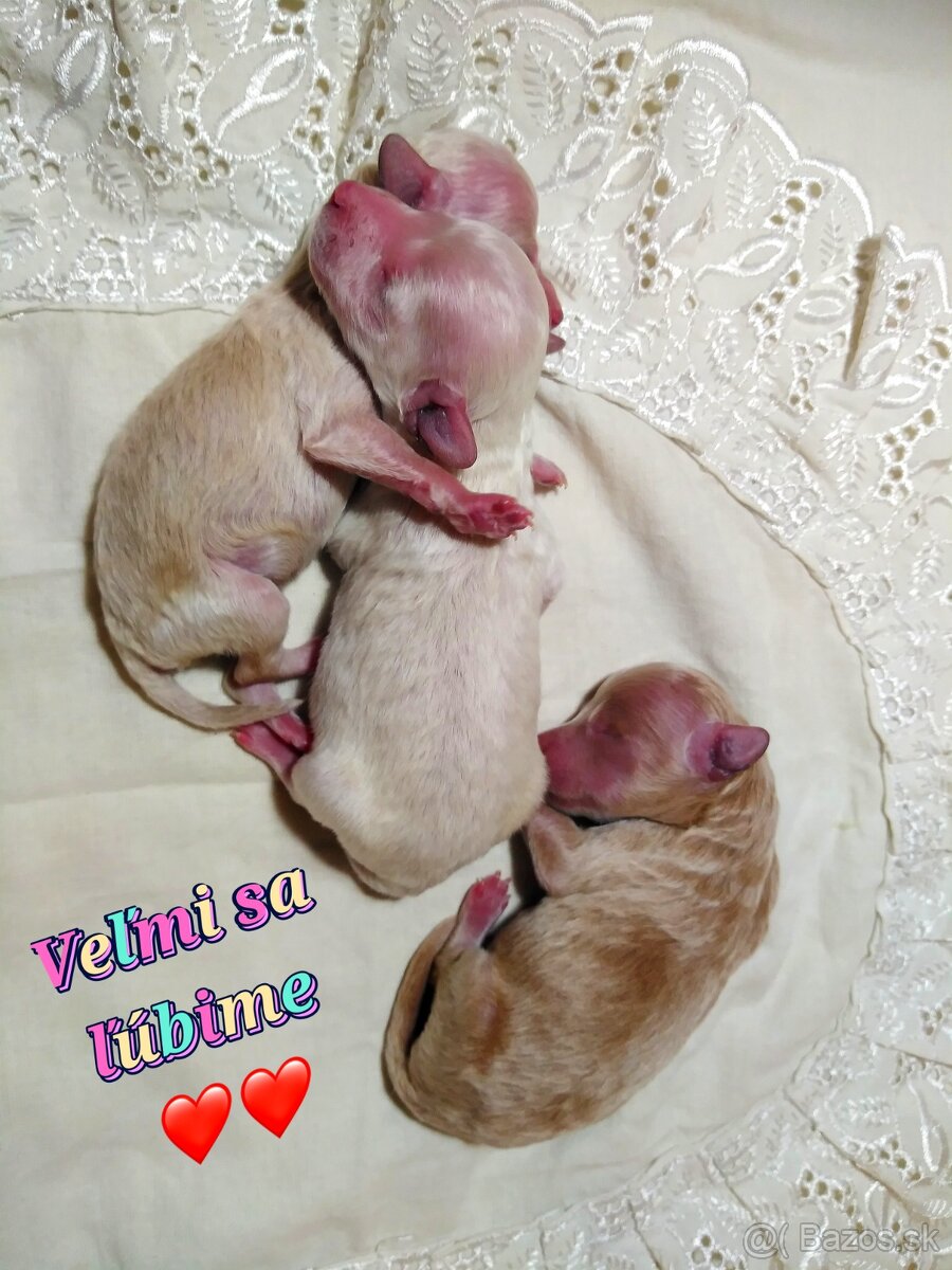 ❤️Pudlik extra mini toy ❤️