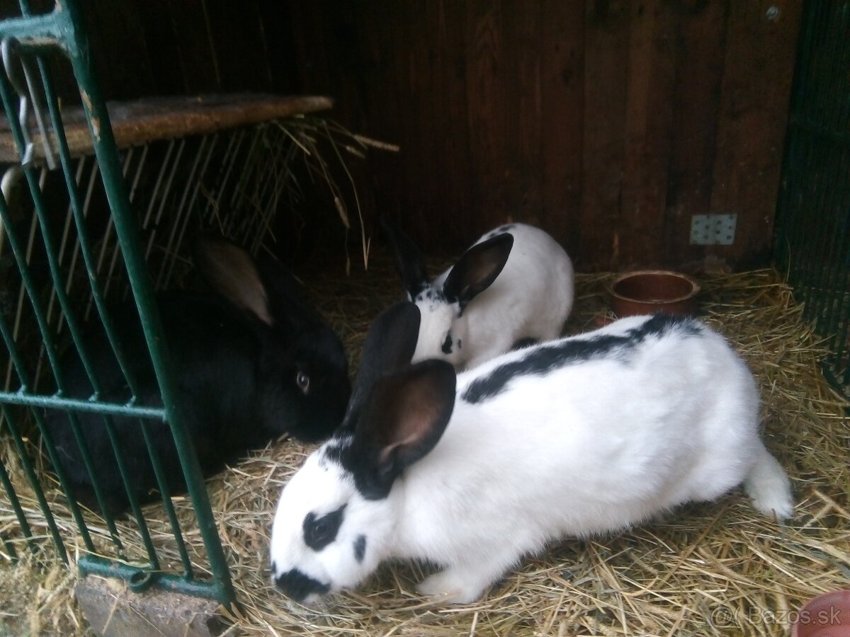Zajace na predaj