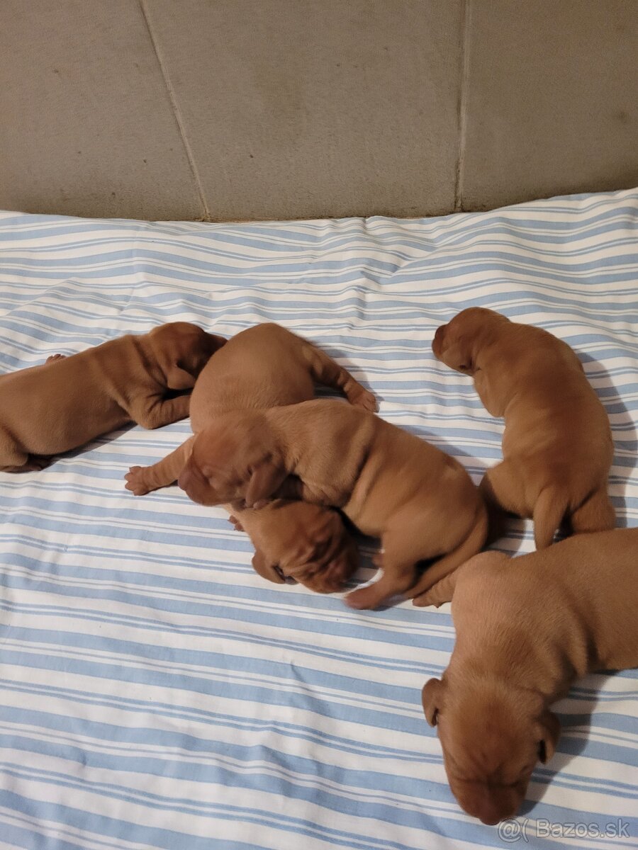 Madarska vyzla šteniatka s PP