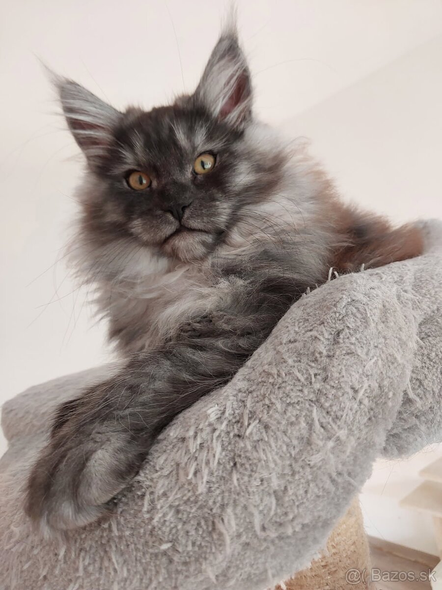 MAINE COON - Mainská mývalia s PP