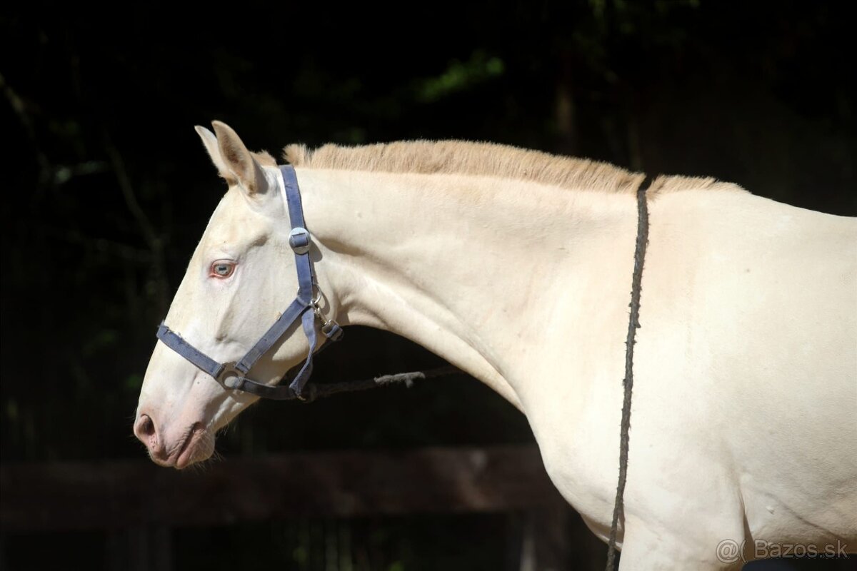 Čisté Lusitano s plným pôvodom Masc cremello