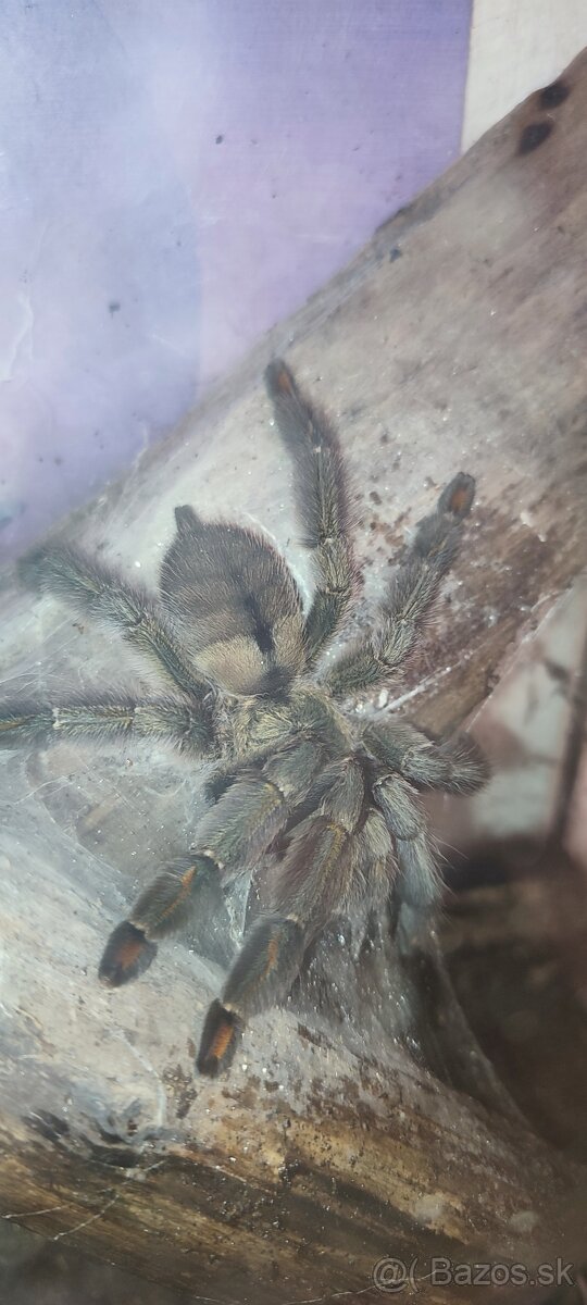 Psalmopoeus cambridgei ,Pterinochilus murinus