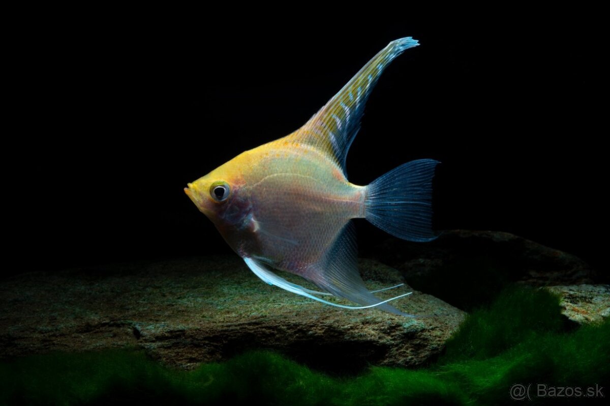 Gold Skalar - Pterophyllum scalare
