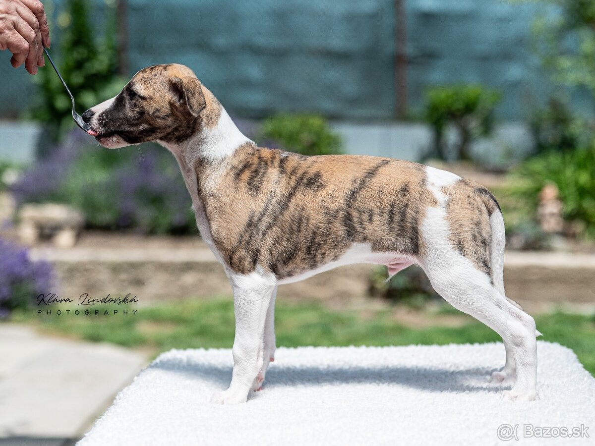 Whippet s PP FCI