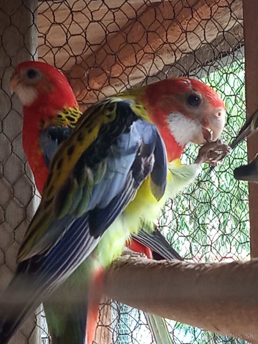 Rozela