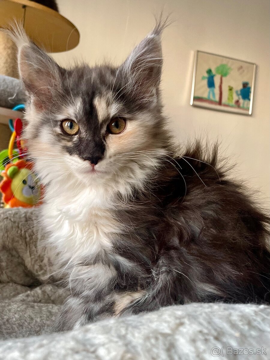 Mainská mývala bez PP