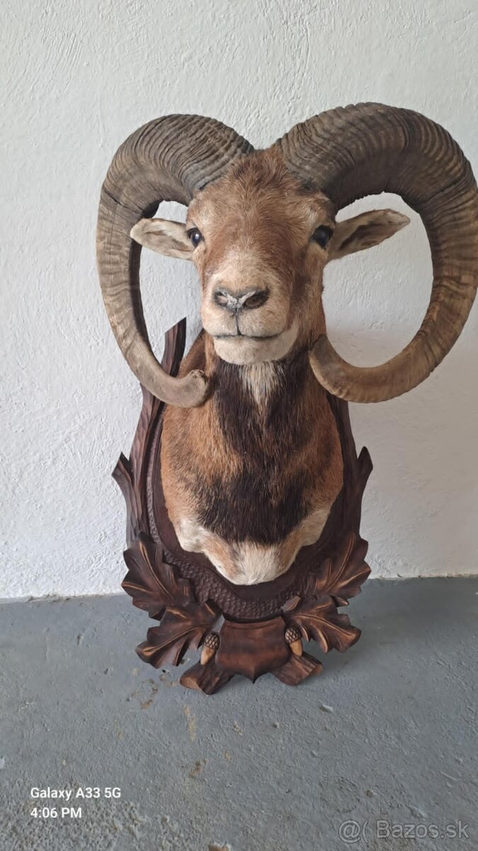 parohy,trofej