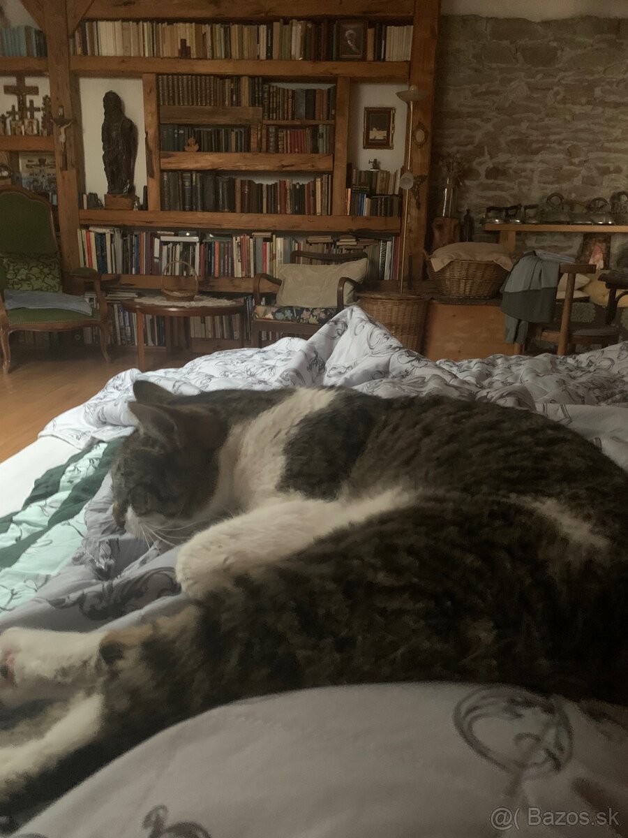 🐾 Opatera, stráženie zvierat v Košiciach, hotel pre zvierat