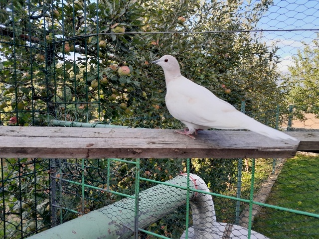 HRDLIČKY CHICHOTAVÉ