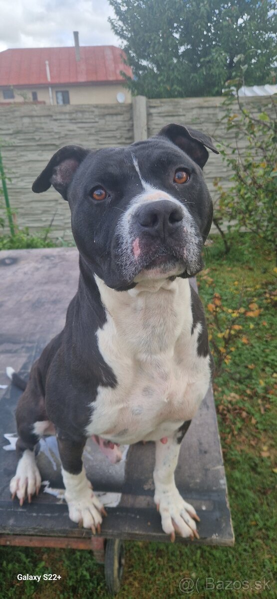 AmStaff