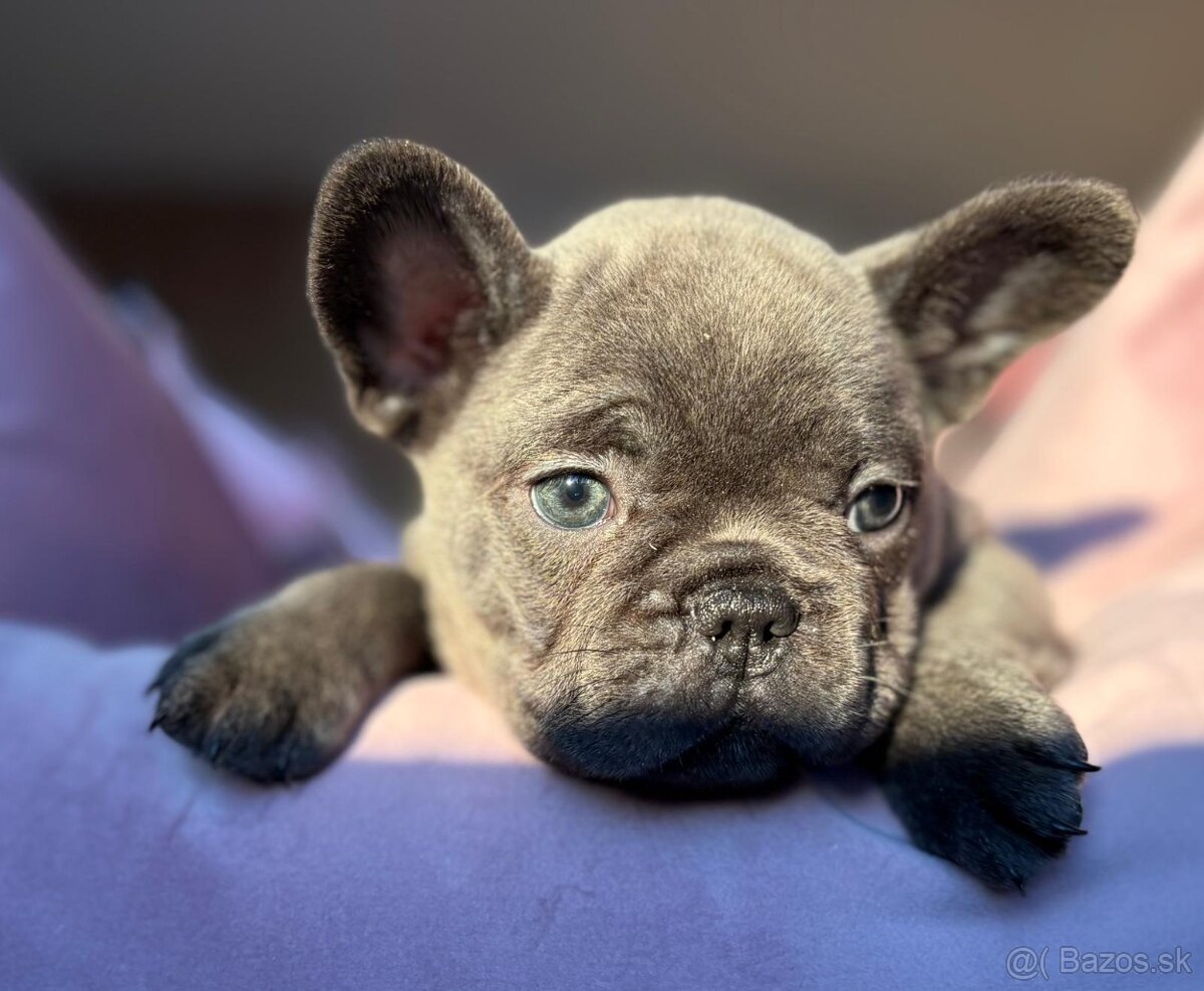 Francúzsky buldoček, buldog