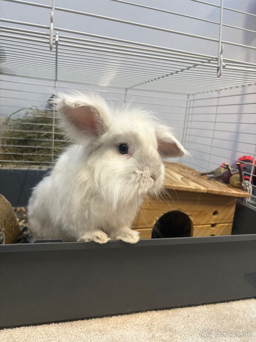 Predám zakrslého bieleho zajačika