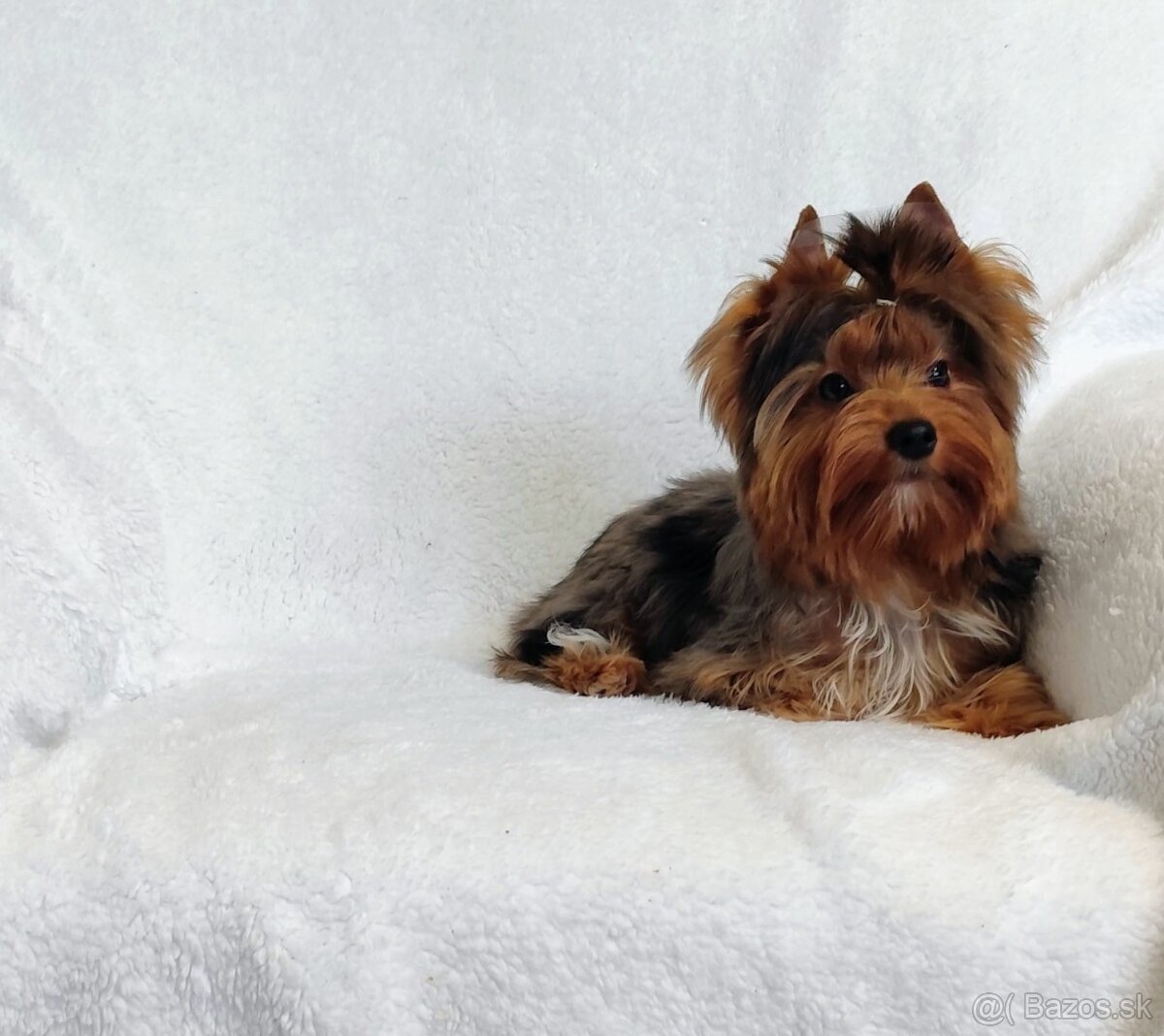 Yorkshire teriér, Yorkshire teriér s PP