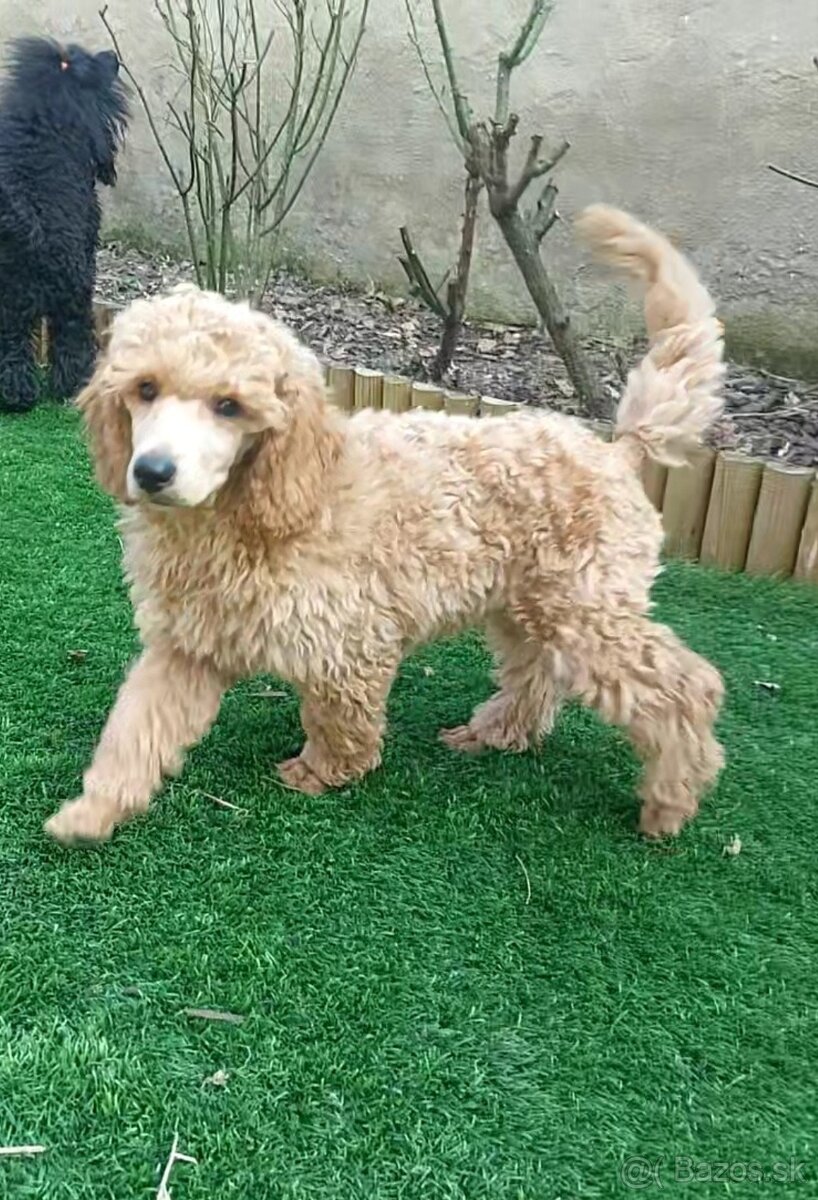 Pudel ( pudlik ) s PP