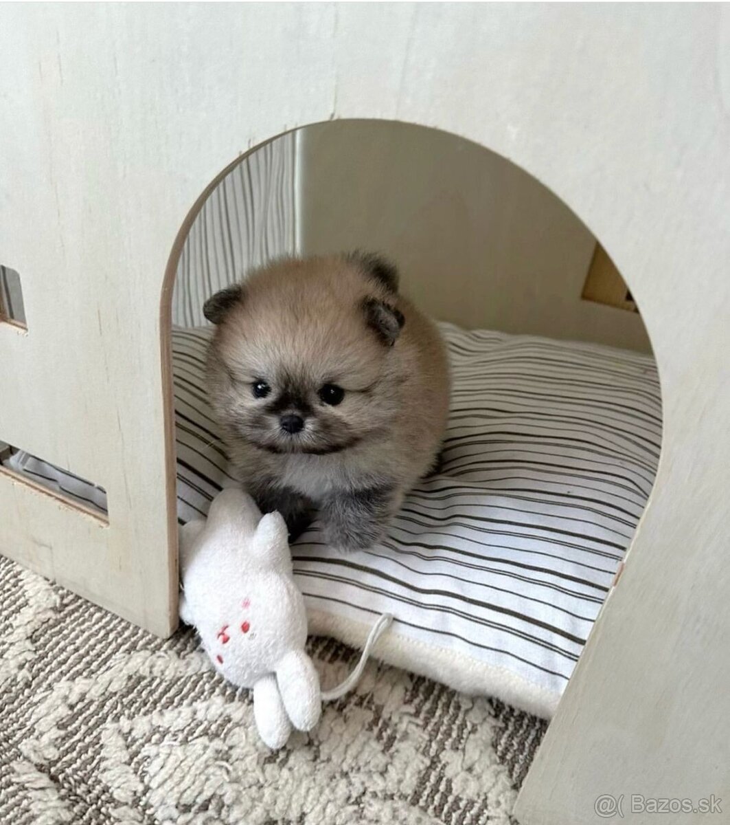 Pomeranian mini