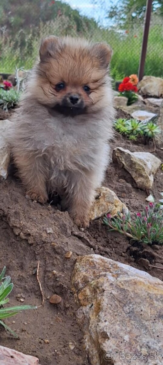Oranžový špic -Pomeranian