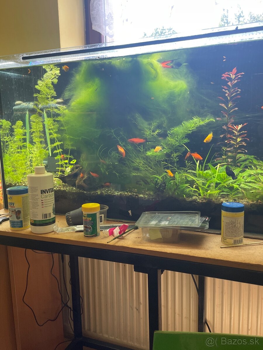 Akvarijný mach