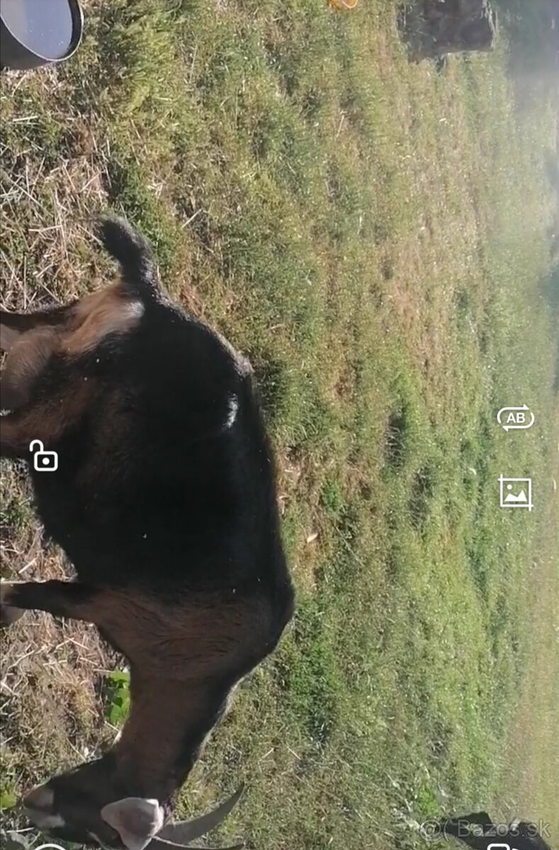 Capko a kozička a kozliatka