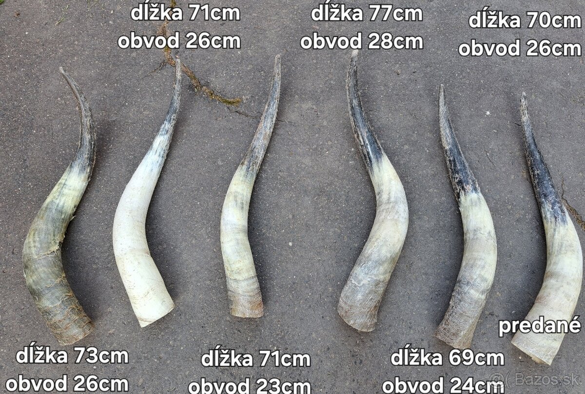 Rohy maďarský stepný 65-77cm