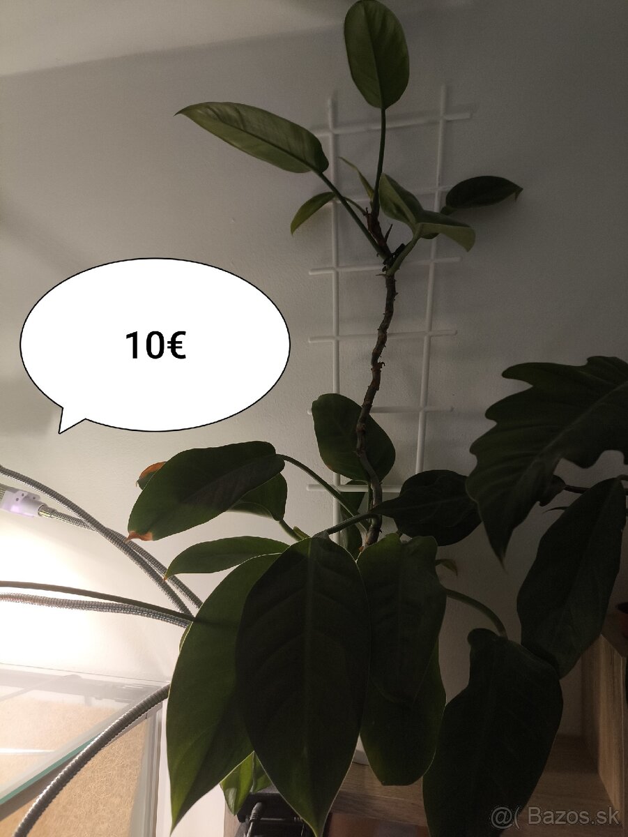 Izbové rastliny