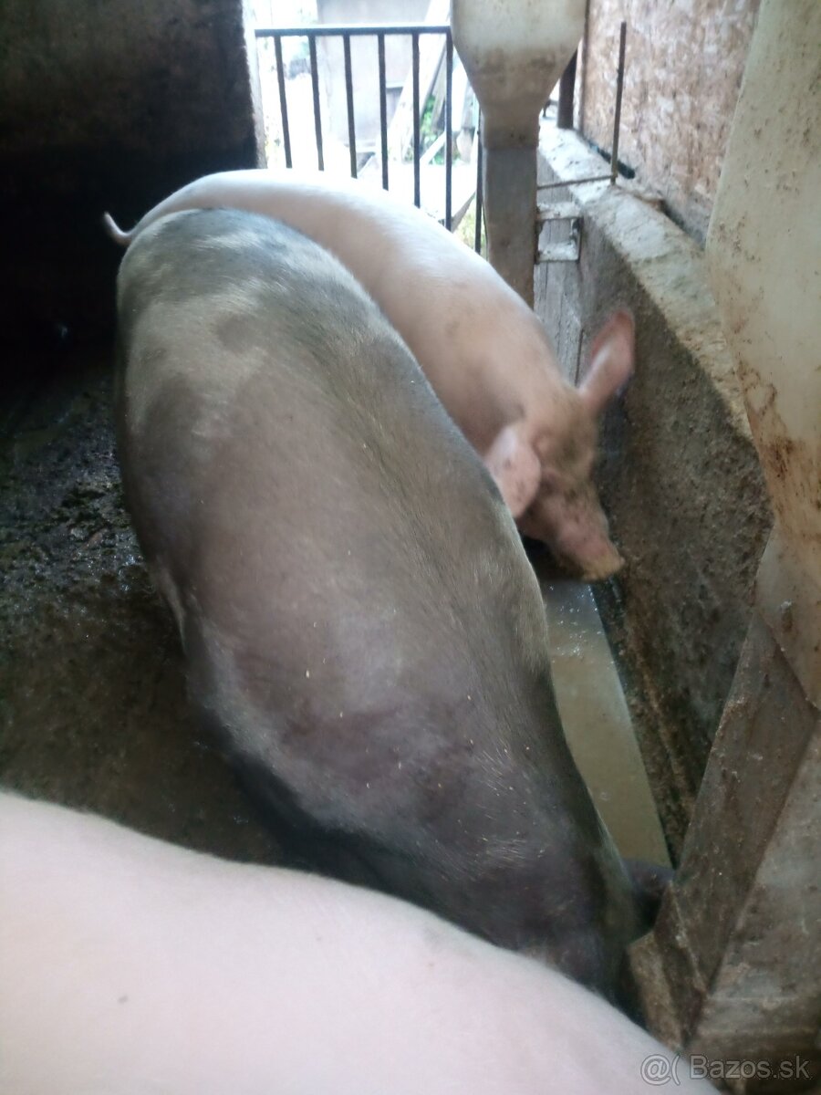 Predám ošípanú z domáceho chovu