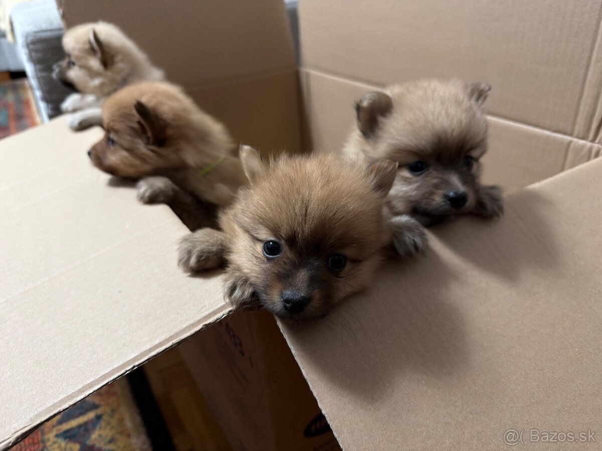 Roztomilé šteniatka nemeckého špica na predaj