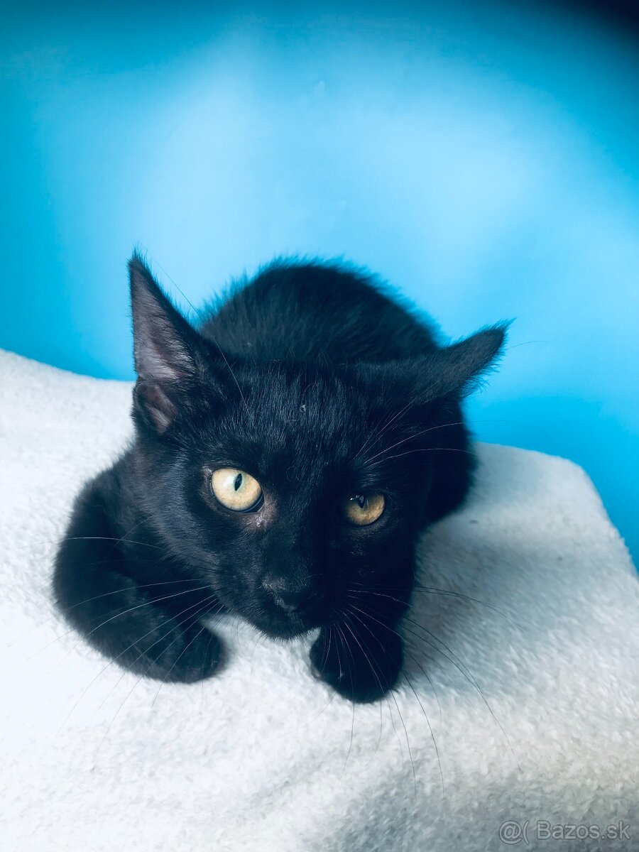 TOM SI HĽADÁ DOMOV VO VNÚTRI