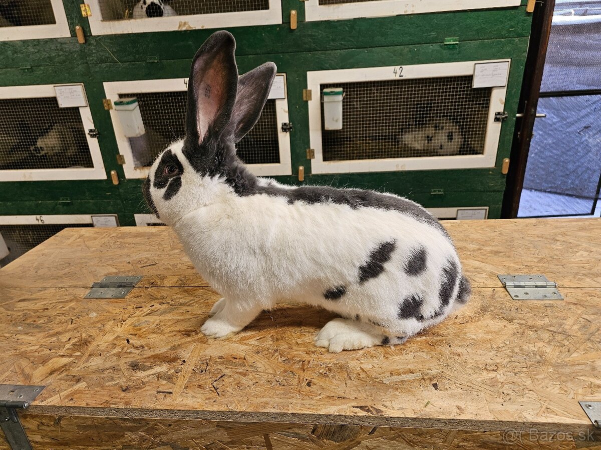 Predám týchto samcov