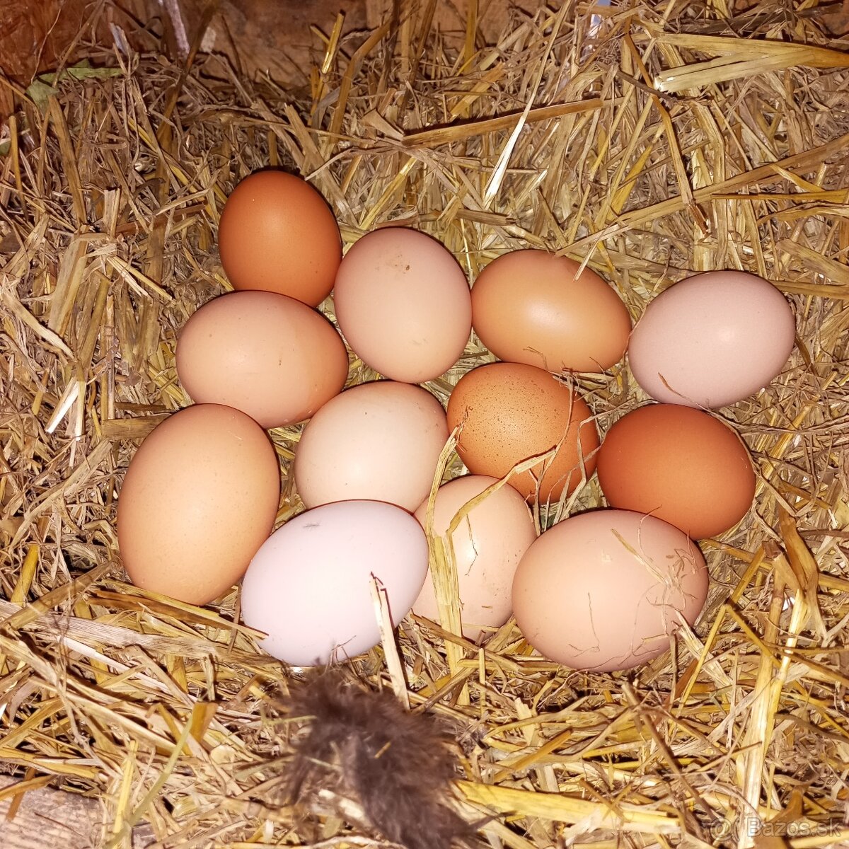 Domáce čerstve vajíčka