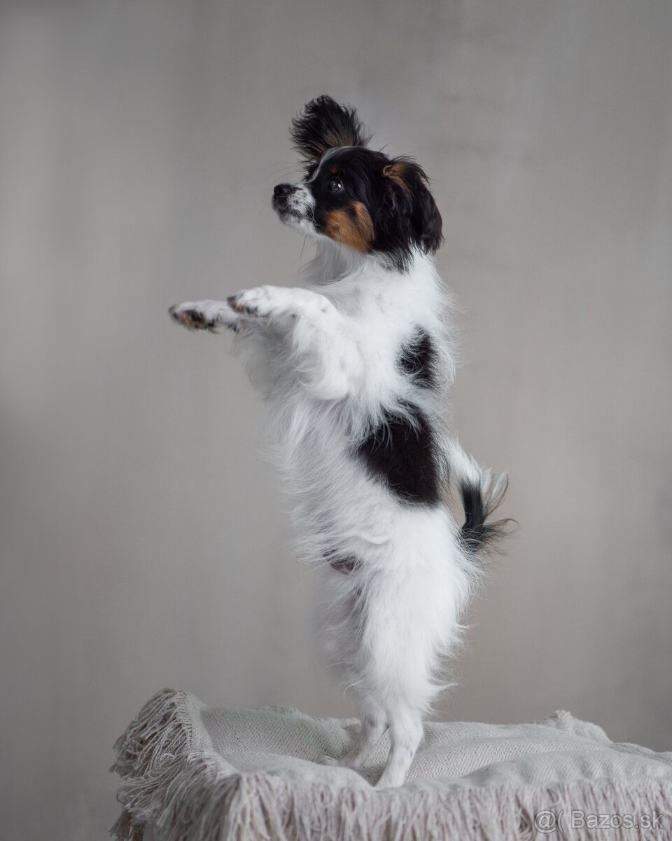 Papillon s preukazom o pôvode