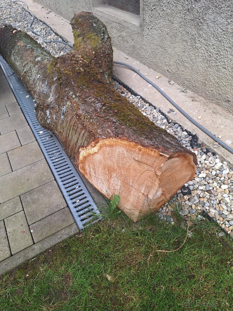 Čerešnové drevo, kmeň čerešne