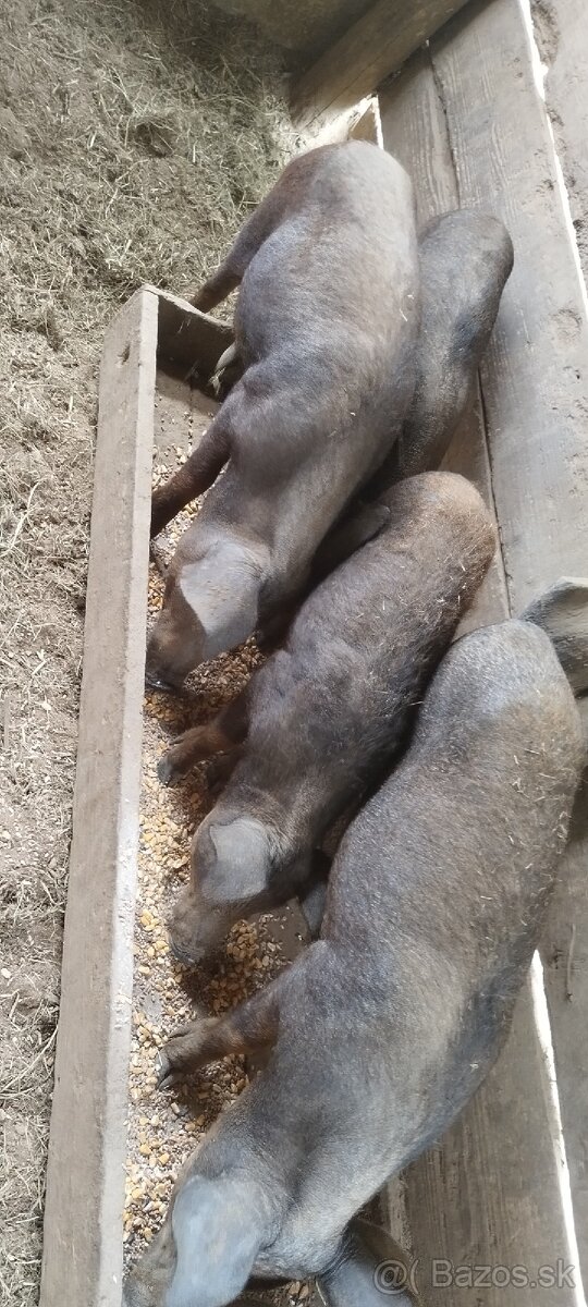 Predám odstavčatá mangalice