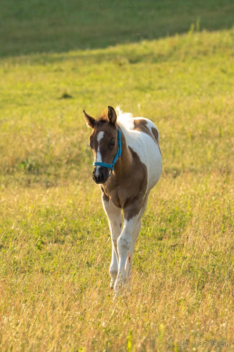 Smoky black tobiano zrebcek na rezervaciu