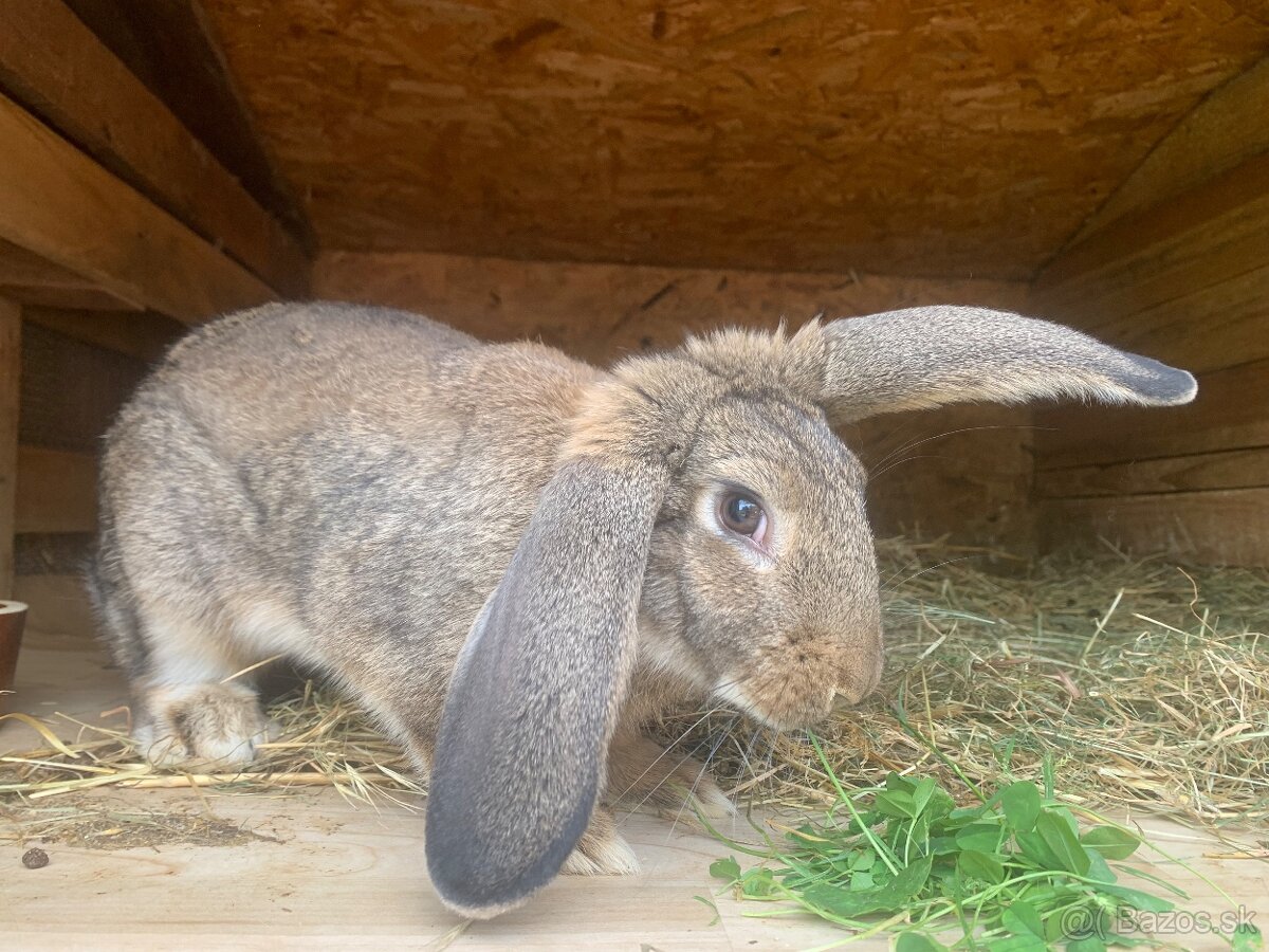 Králik