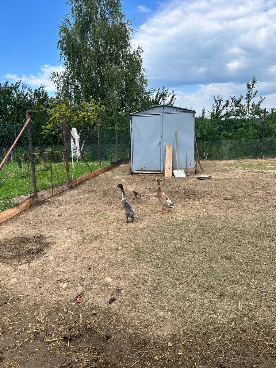 Indický bežec