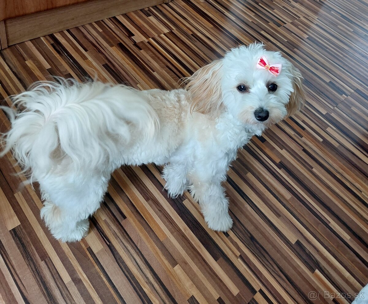 Predám psíka Maltipoo