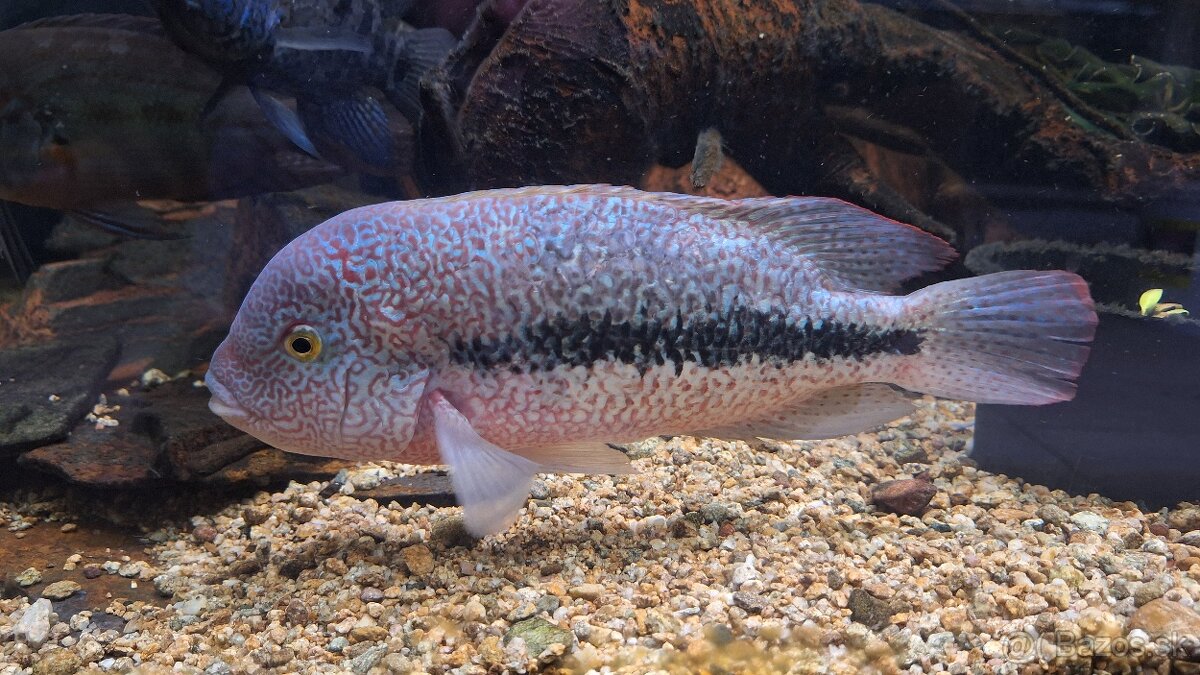 Predam cichlidy Vieja hartwegi Rio Grijalva F1