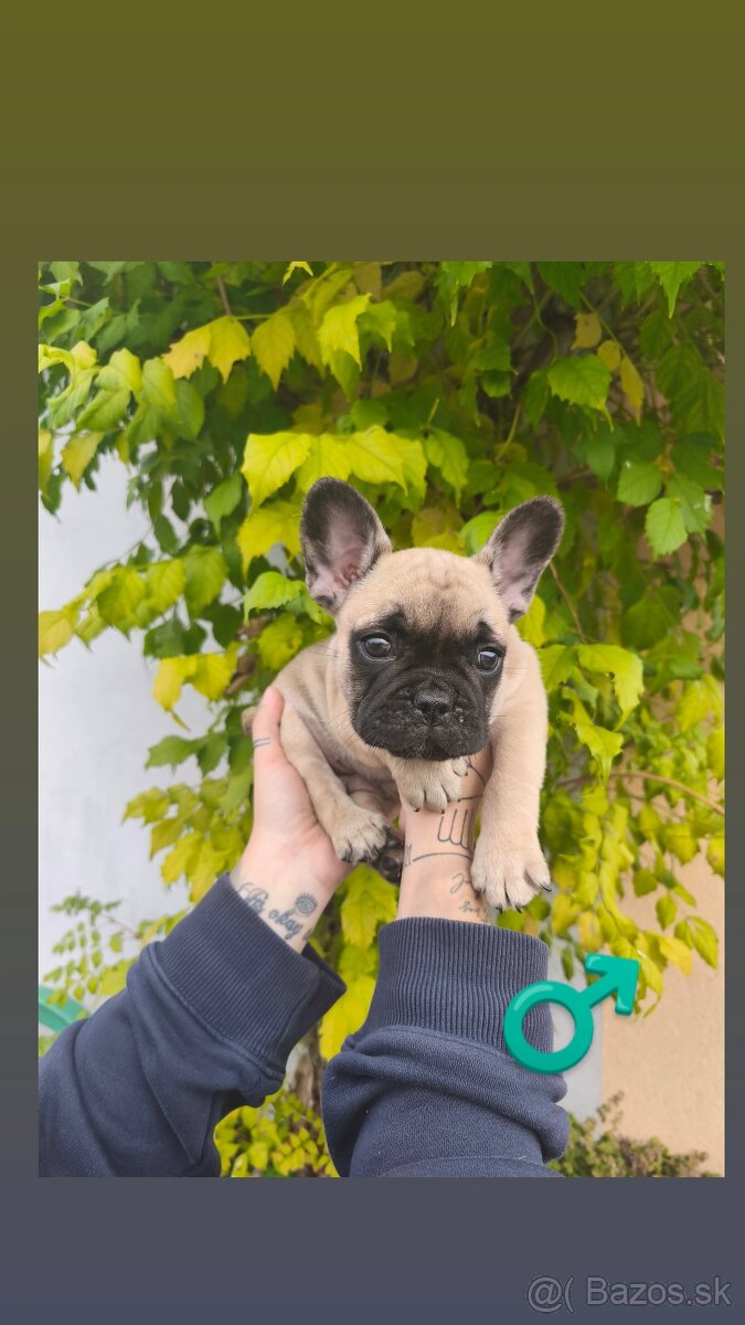 Francúzsky Buldoček