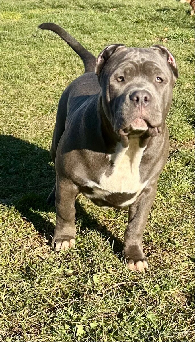 American Bully XL