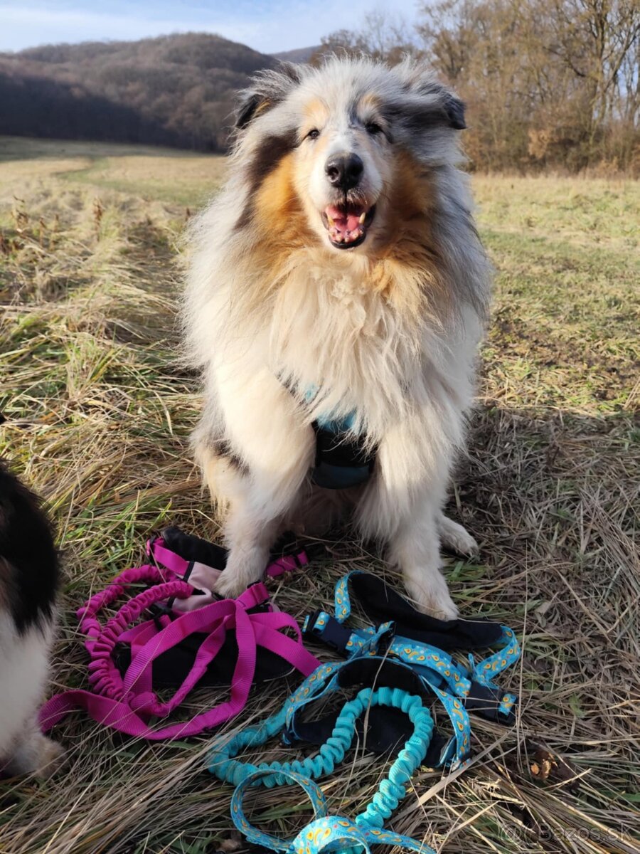 🛡️ Originálne handmade postroje a vodítka pre psov 🐾