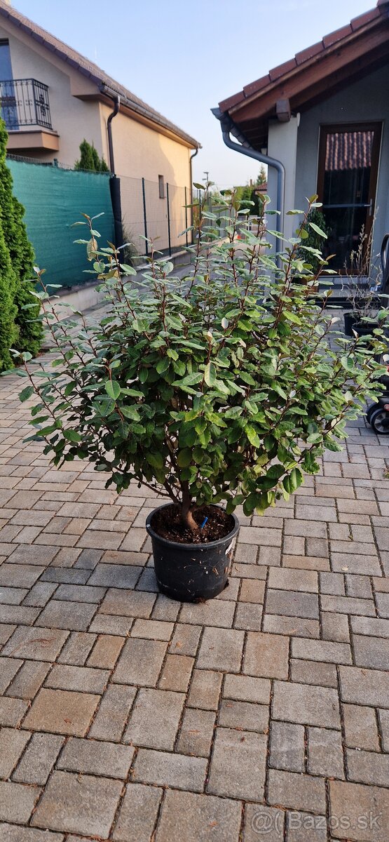 Elaeagnus x ebingei