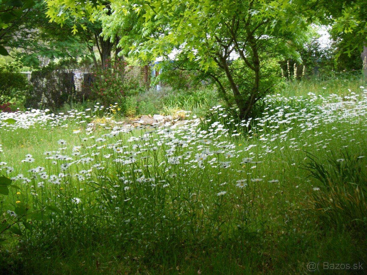 Záhradka -Biely kostol