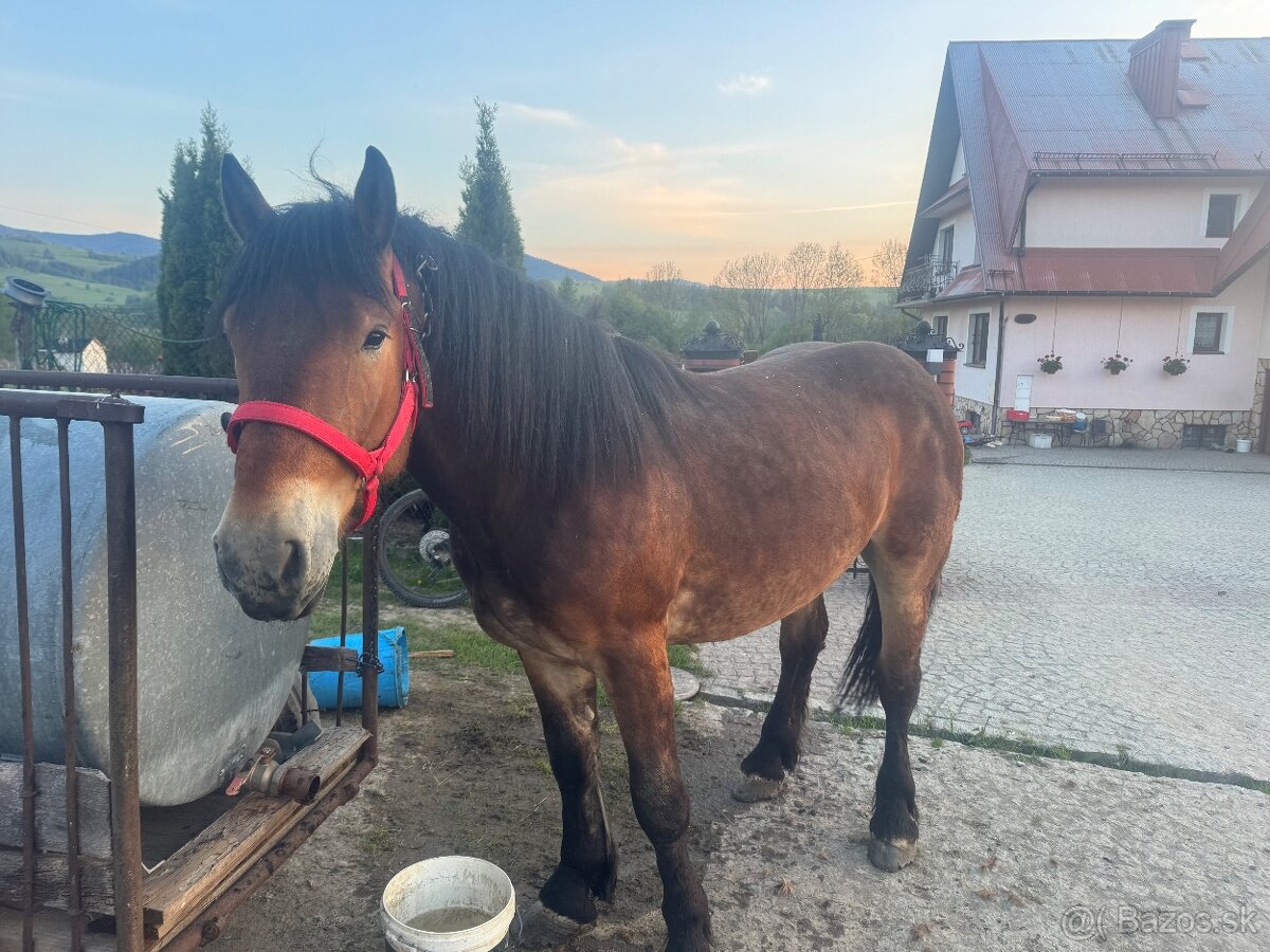 Predám obra alebo ho môžem vymeniť za kravu, teľa alebo býka