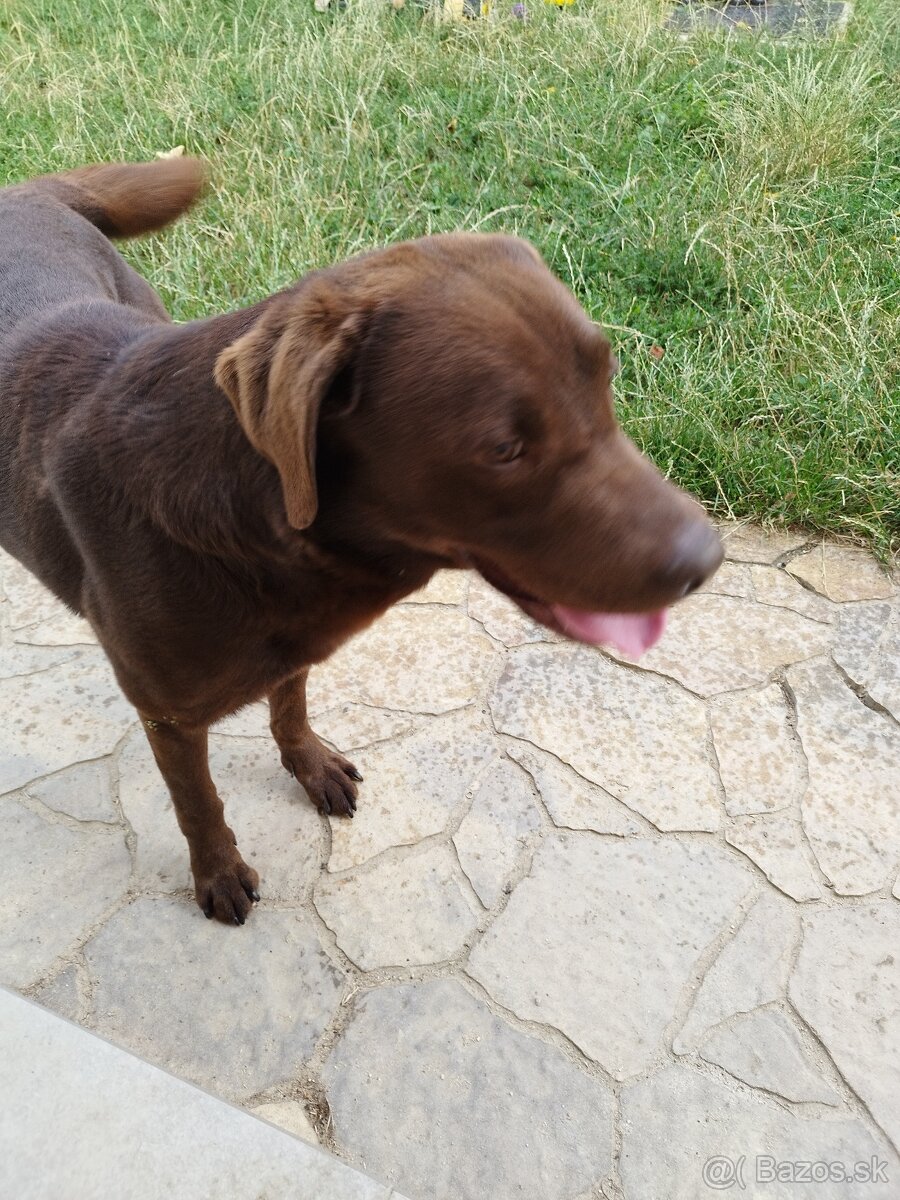 Labrador - pes - darujem