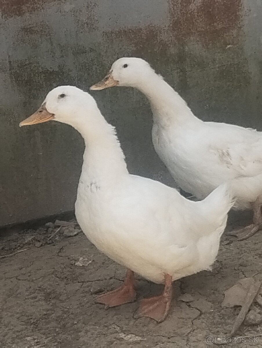 Pekingske kačky
