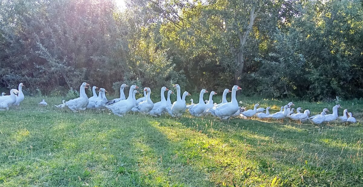 Predám hus,pižmové kačky